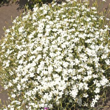 image OEILLET DELTOIDES ALBIFLORUS BQ10