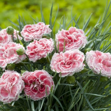 image OEILLET PLUMARIUS SCENT FIRST BQ10