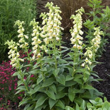 image DIGITALIS GRANDIFLORA JAUNE BQ10