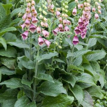 image DIGITALIS MERTONENSIS BQ10