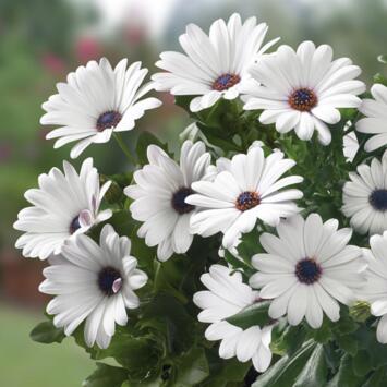 image OSTEOSPERMUM BLANC BQ10