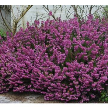 image ERICA DARLEYENSIS KRAMERS ROTE BQ10