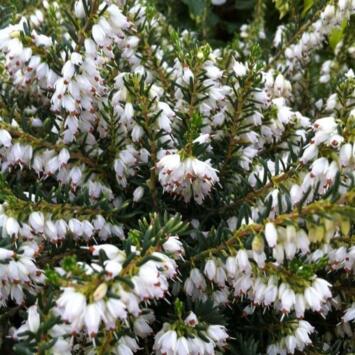 image ERICA DARLEYENSIS WHITE GLOW BQ10