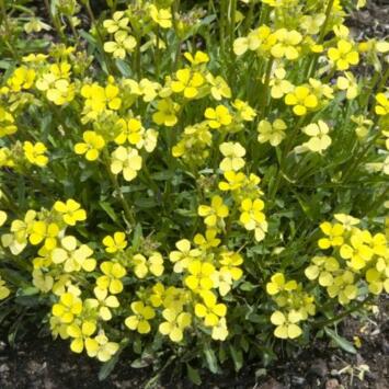 image ERYSIMUM ZWERG BQ10