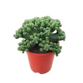 image EUPHORBIA BAIOENSIS