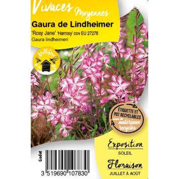 image GAURA LINDHEIMERI ROSY JANE BQ10