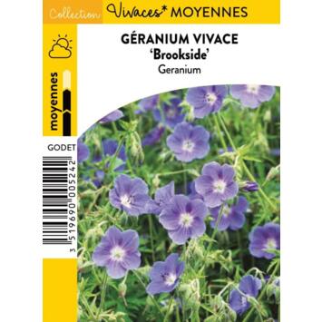 image GERANIUM BROOKSIDE BQ10
