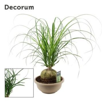image BEAUCARNEA TRONC COUPE