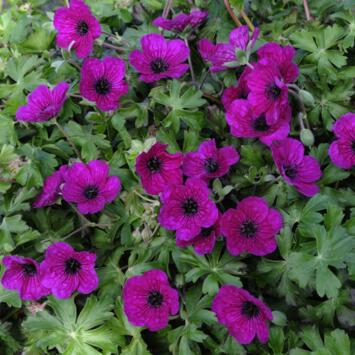 image GERANIUM SPLENDENS BQ10