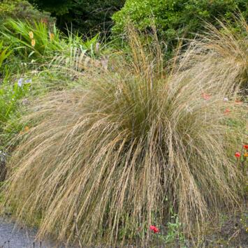 image CAREX COMANS BRONZE FORM BQ10