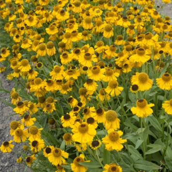image HELENIUM HOOPESII BQ10