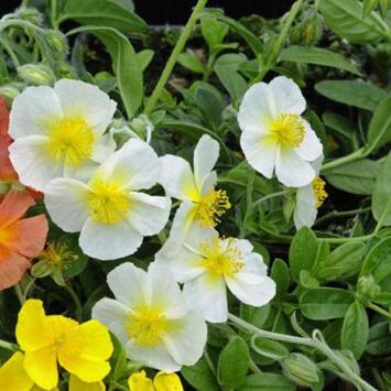 image HELIANTHEMUM SNOW QUEEN BQ10