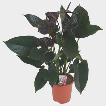 image ANTHURIUM ANDREANUM JAMBO BLACK