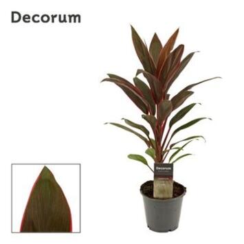 image CORDYLINE RUMBA