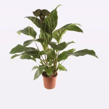 image TACCA CHANTRIERA