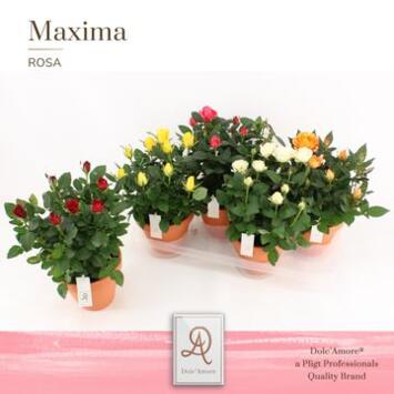 image ROSIER AMOROSA VARIE P TERRE