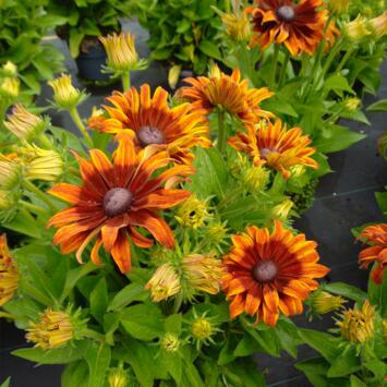 image RUDBECKIA SUMMERINA SIZZLING SUNSET