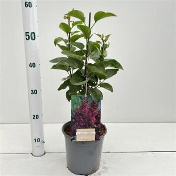 image SYRINGA ANDENKEN AN LUDWIG SPATH