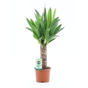 image YUCCA TIGE