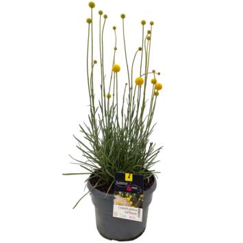 image CRASPEDIA GOLF BEAUTY