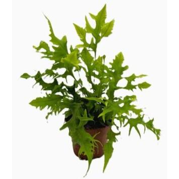 image PTERIS HAWAIIAN SUNSHI