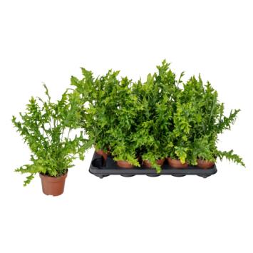 image PTERIS HAWAIIAN SUNSHI