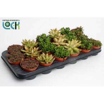 image SEDUM