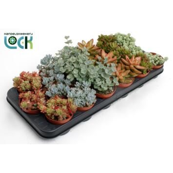 image SEDUM