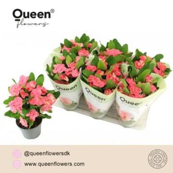 image EUPHORBIA MILII CHARLOTTE