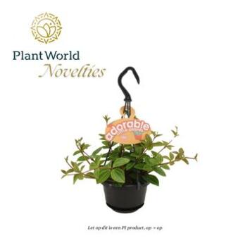 image PEPEROMIA ANGULATA ROCCA SUSP