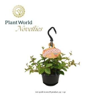 image PEPEROMIA ANGULATA ROCCA SUSP