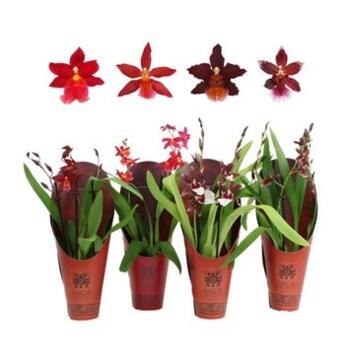 image CAMBRIA 2BR RED BEAUTY