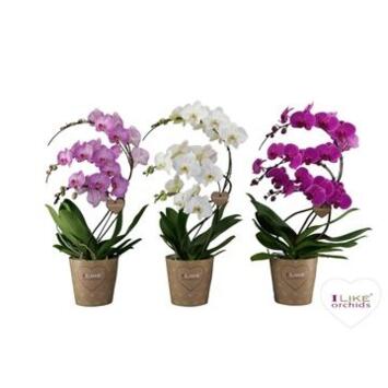 image PHALAENOPSIS 4BR SWAN VARIE