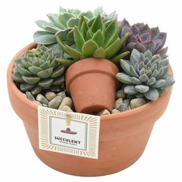 image SUCCULENTE X5 COUPE TERRE