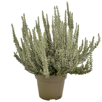 image ERICA CALLUNA FLUFFY