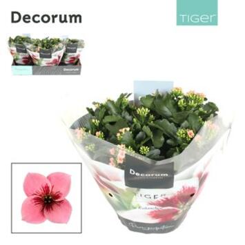 image KALANCHOE TIGER ROSE