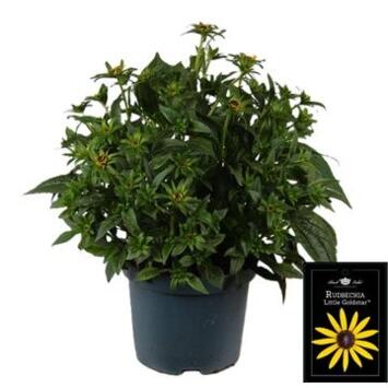 image RUDBECKIA LITTLE GOLDSTAR