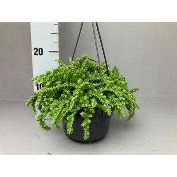 image CRASSULA LICOPODIOIDES