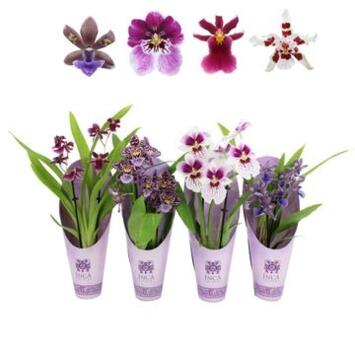 image ORCHIDEE 2BR PURPLE VARIEE