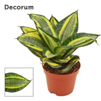 image SANSEVIERIA HANII JADE