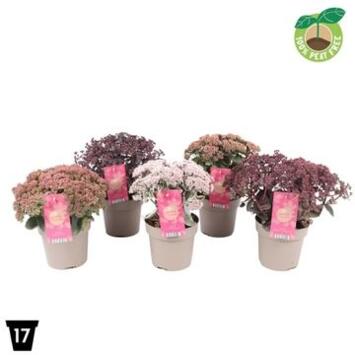 image SEDUM TELEPHIUM VARIE