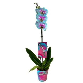 image PHALAENOPSIS 1BR TEINTE WONDER
