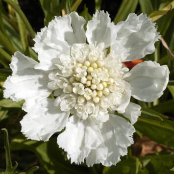 image SCABIEUSE PERFECTA ALBA BQ10