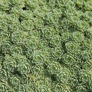 image SEDUM PACHYCLADOS BQ10