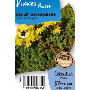 image SEDUM SEXANGULARE BQ10