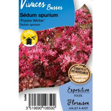 image SEDUM SPURIUM PURPLE WINTER BQ10