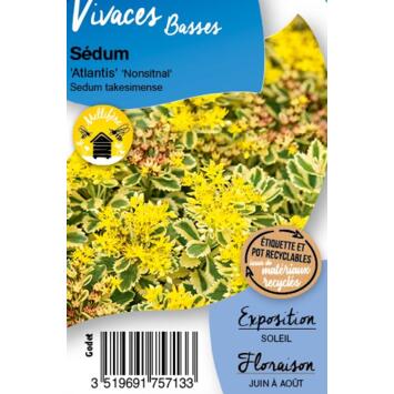 image SEDUM TAKESIMENSE ATLANTIS BQ10