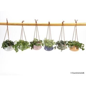 image PLANTE VERTE CERAM SUSP