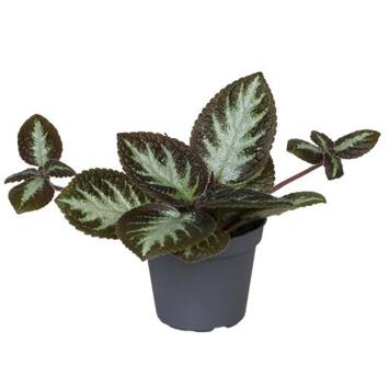 image EPISCIA REPTANS
