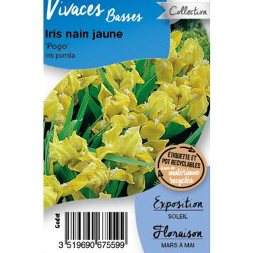 image IRIS PUMILA POGO BQ10